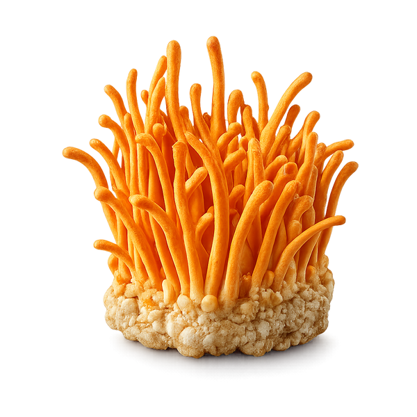 Cordyceps Militaris